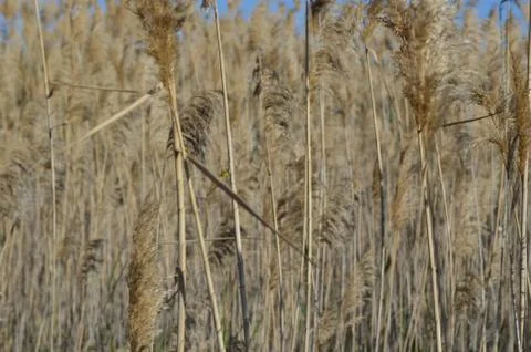 Reeds # 2 Stock-Fotos