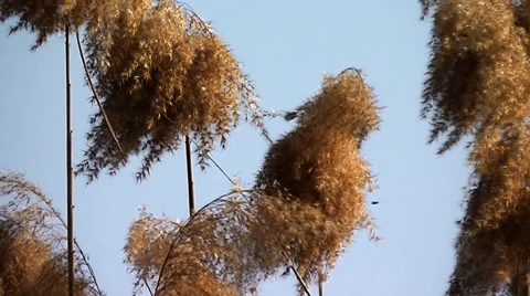 Reeds 3 Stock Footage 35487909