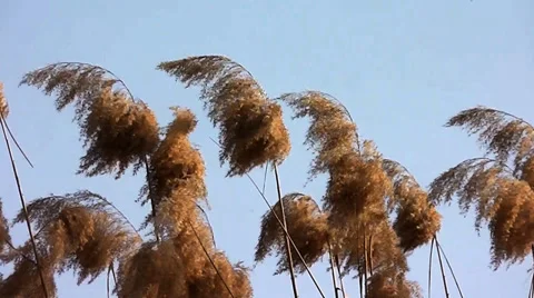 Reeds 4 Stock Footage 35488754