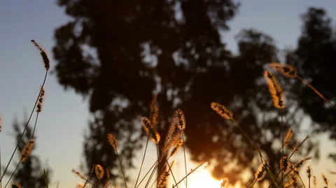 Reeds 6 Stock Footage 35489127