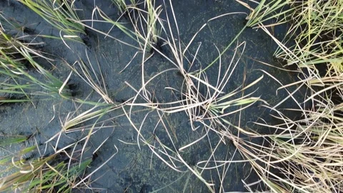 Reeds from above Video stock 169688239