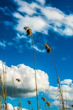 Reeds and clouds with a bit of wind Stock Photos