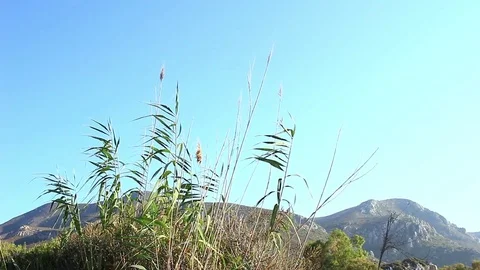 Reeds and mountain view Stock Footage 71035870