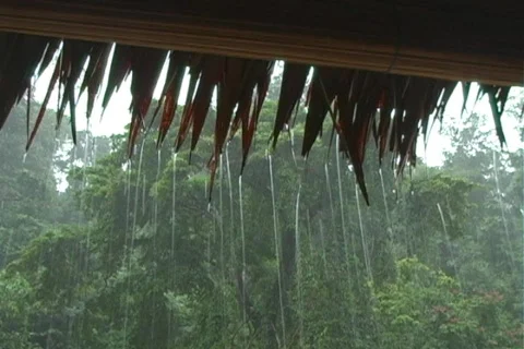 Reeds and Rain Stock Footage 106733