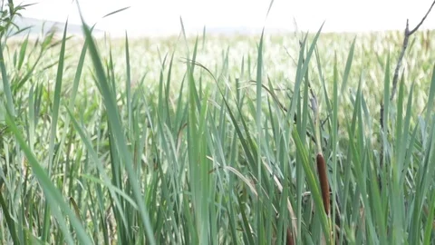 Reeds and rush Vídeo Stock 83492763