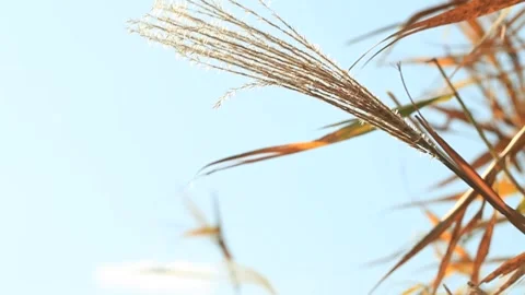 Reeds and sky, silver grass and sky 스톡 동영상 306040586