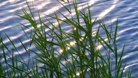 Reeds and sparkling at the water's edge Stock Footage 258086853