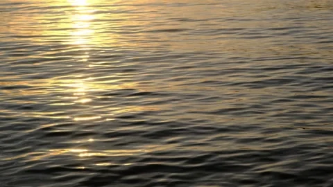 Reeds and sunset view 動画素材 240848749