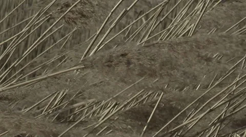 Reeds and wind Stock Footage 35337721
