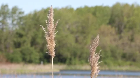 The reeds are rustling from the wind. Stock Footage 154056659