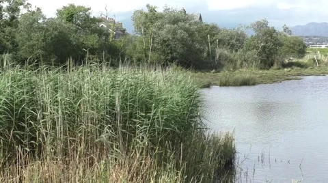 Reeds around a small Pool Stock Footage 65820101
