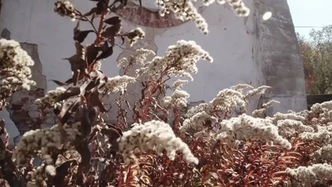 Reeds in autumn Stock Footage 291610281