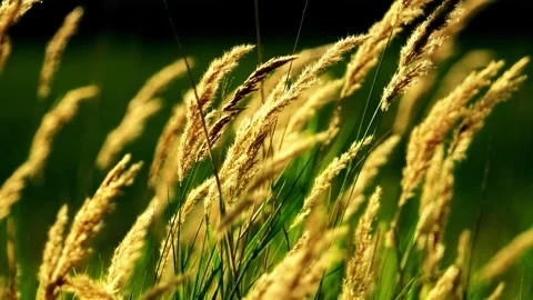Reeds in the autumn wind Stock Footage 258188399