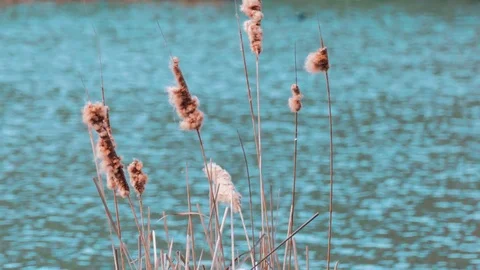 Reeds on background blue pond Stock Footage 74224670
