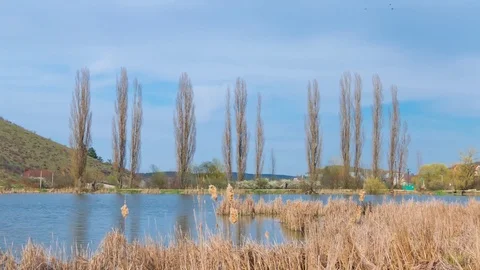 Reeds on background blue pond, time lapse Stock Footage 74224733