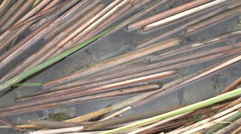 Reeds background floating water Stock-Footage 26768918