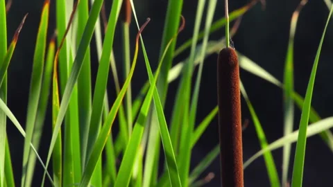The reeds on a background of forest close-up, weak wind. The concept of peace Stock-Footage 136001558