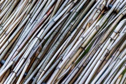 Reeds Background Stock Photos