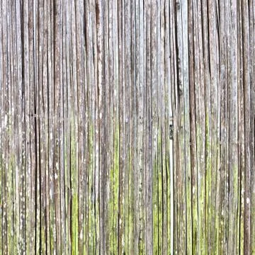 Reeds background Stock Photos