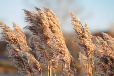 Reeds background Stock Photos