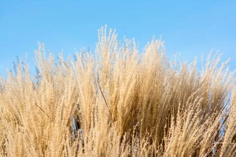 Reeds background Stock Photos