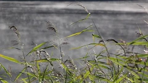 Reeds on the background of water. Stock Footage 73332469