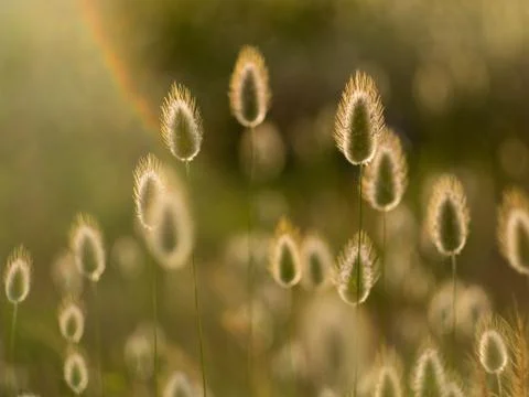 Reeds backlit by the sun Stock Photos