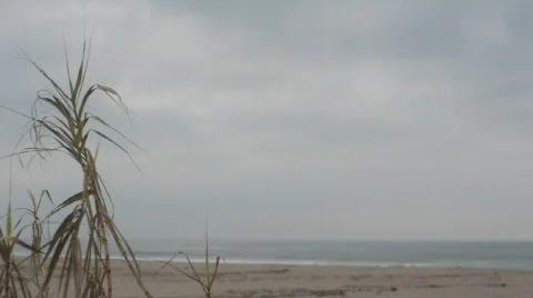 Reeds by beach Stock Footage 629143