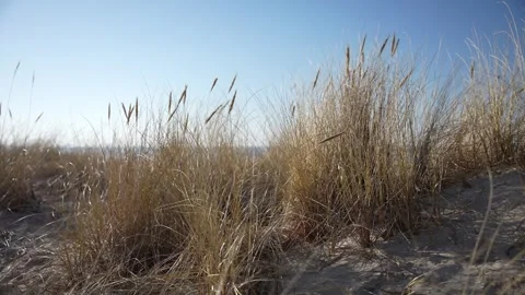 Reeds on the beach moving in the wind. sandy beach Stock Footage 276725283