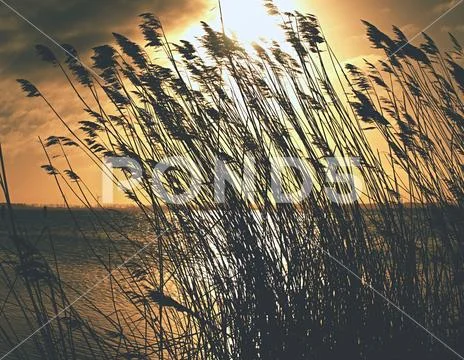 Reeds below cold sun on sea shore. Stock Photos