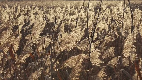 Reeds bending in the wind Vídeo Stock 70561094
