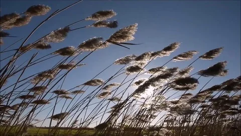 Reeds blowing in the breeze Stock Footage 70423916