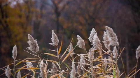 Reeds Blowing in Light Wind and Rain  Stock Footage 57106924