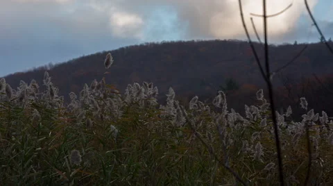 Reeds Blowing in Light Wind and Rain Stock Footage 57106934