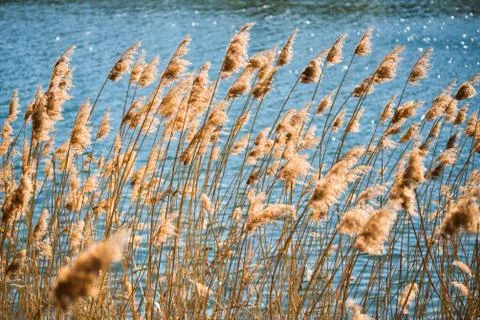 Reeds blowing in the wind along river bank in countryside. Stock Photos