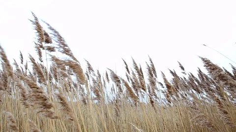 Reeds blowing in the wind Stock-Footage 106257620