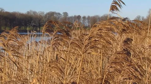 Reeds blowing in wind Video stock 122163624