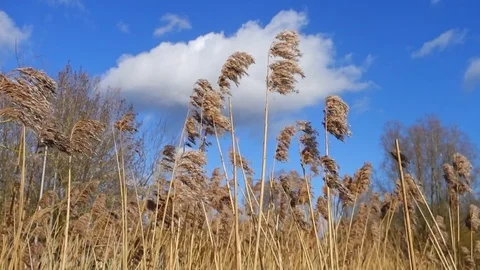 Reeds Blowing in the wind Stock Footage 124596372