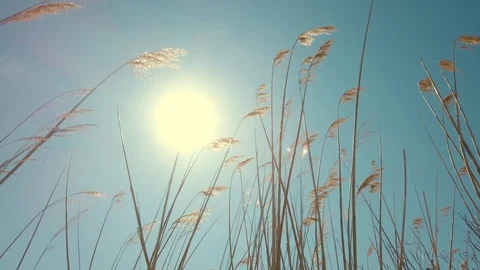 Reeds Blowing in the Wind Stock Footage 128355635