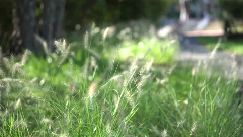 Reeds blowing in the wind Stock Footage