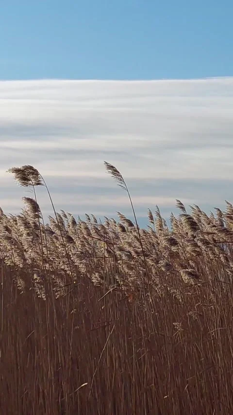 Reeds Blowing In The Wind Stock Footage 228224163