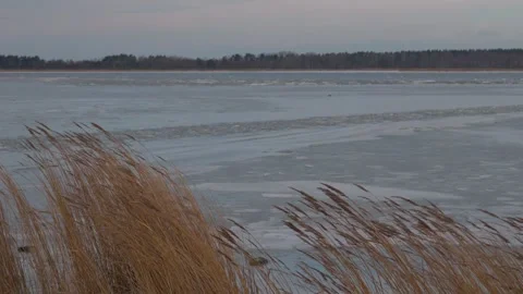 Reeds blowing in the wind in front of a partially frozen lake with forest in Stock Footage 330922122