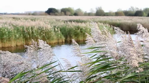Reeds Blowing in the Wind at Ham Wall RSPB Wetlands with Glastonbury Tor Stock Footage 43240831