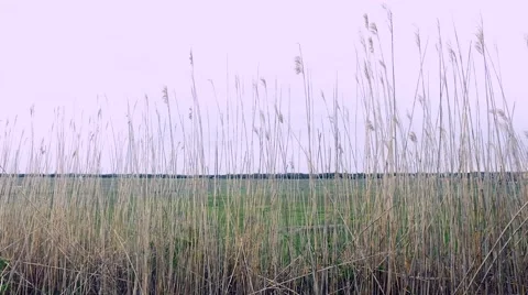 Reeds Blowing in the Wind on an Overcast Day Stock Footage 62931985