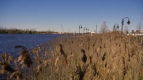 Reeds Blowing in the Wind by a River Video stock 270229492
