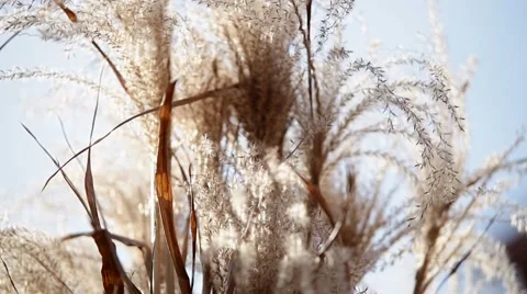 Reeds blown by the wind Stock Footage 55491653