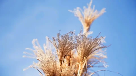 Reeds blown by the wind Stock Footage 55492371