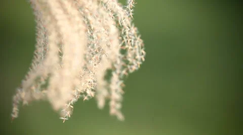 Reeds blown by the wind Stock Footage 55494225