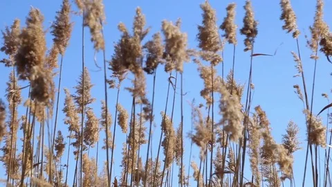 Reeds in blue sky background Vídeo Stock 83493543