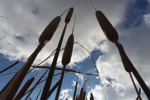 Reeds blue sky background wallpaper Foto stock